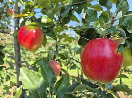 Sambóa: al via la campagna commerciale melicola 2026/2027 con una produzione in crescita