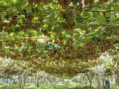 Zespri presenta i risultati del progetto Kvds per contrastare  la morìa del kiwi
