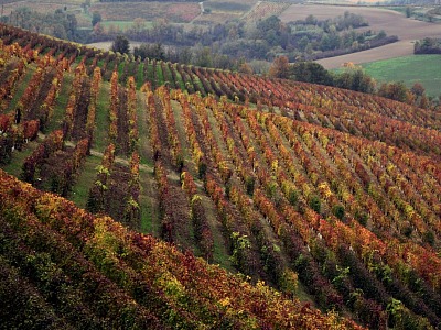 Ferraris Agricola: fatturato +6% e vendite di Ruchè +15% nel primo semestre 2026