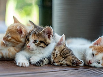 Mondo pet, i consumatori controllano la qualità