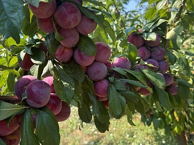 Op Kiwi Sole traccia un bilancio sulla campagna estiva della frutta a nocciolo