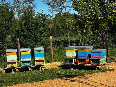 San Benedetto inaugura il primo apiario didattico: un progetto educativo e sostenibile