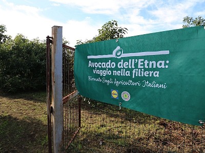 Lidl Italia in collaborazione con Filiera Agricola Italiana punta sull’avocado siciliano