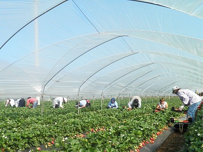 Apofruit: nel Metapontino la fragola continua a crescere e si conferma una coltura strategica