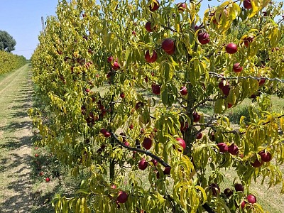 Apofruit chiede interventi strutturali per l’emergenza caldo e siccità da Nord a Sud