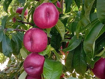 Naturitalia spinge su IV gamma e sviluppo della campagna estiva