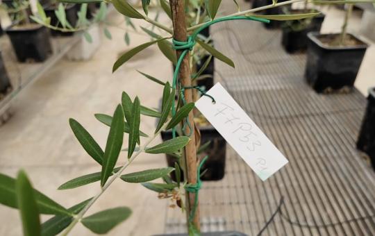 Video: Salov sigla una partnership per contrastare la Xylella fastidiosa