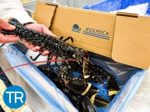 Cattel lancia un nuovo packaging sostenibile per il pesce fresco