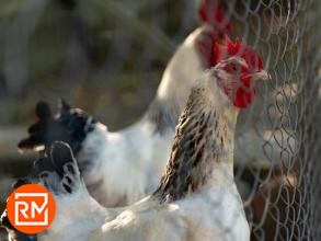 The Pecking Order boccia la filiera del pollo nel food retail italiano