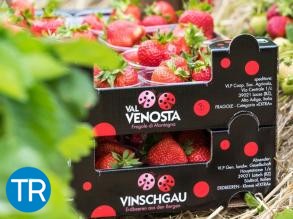 Vip: sensori e AI rivoluzionano la filiera delle fragole alpine